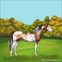 Horse Color:Chocolate Bay Onyx Splash Tobiano
