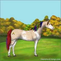 Horse Color:Painted Bay Dun Sabino 