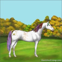 Horse Color:Painted Red Dun Sabino