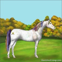 Horse Color:Painted White Spotted Bay Ice Onyx Appaloosa