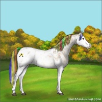 Horse Color:Painted Bay Dun Sabino Appaloosa 