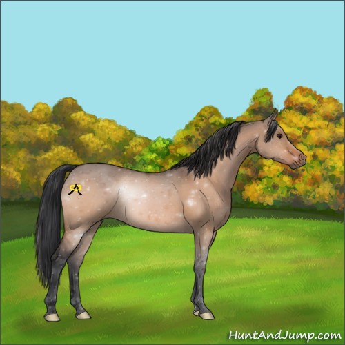 Horse Color:Bay Dun