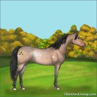 Horse Color:Bay Dun
