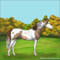 Horse Color:Red Dun Splash Tobiano 