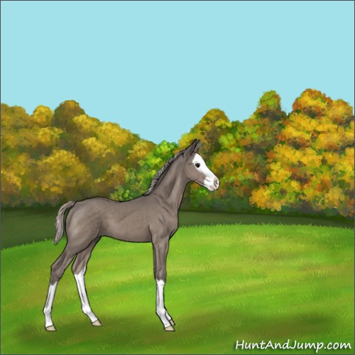 Horse Color:Silver Black Splash 