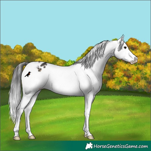 Horse Color:Buckskin Appaloosa 