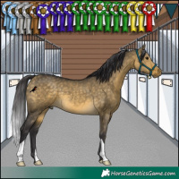 Horse Color:Buckskin Dun 