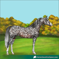 Horse Color:Brown Appaloosa 