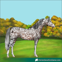 Horse Color:Brown Appaloosa