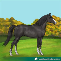 Horse Color:Smoky Black 