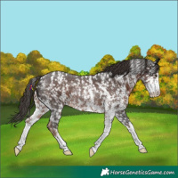 Horse Color:Liver Chestnut Sabino Snowcap Rabicano 