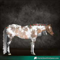 Horse Color:White Spotted Brown Dun Rabicano