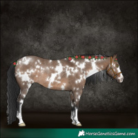 Horse Color:White Spotted Brown Dun Rabicano 