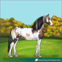 Horse Color:White Spotted Brown Onyx 