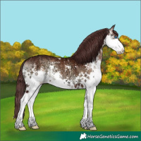 Horse Color:Chocolate Brown Ice Onyx Sabino Splash 