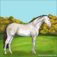 Horse Color:White Spotted Classic Champagne Dun Sabino Rabicano 