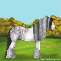 Horse Color:White Spotted Black Ice Rabicano 