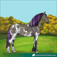 Horse Color:Painted White Spotted Grullo 