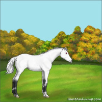 Horse Color:White Spotted Silver Bay Chinchilla 