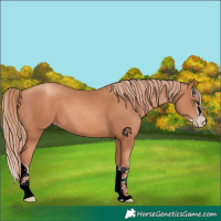 Horse Color:Gold Champagne Splash