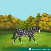 Horse Color:Brown Appaloosa Rabicano 