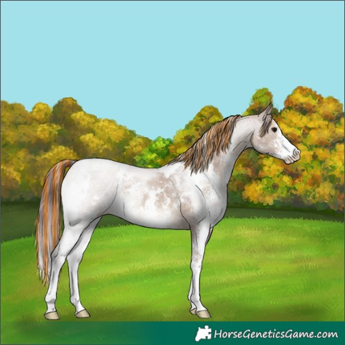Horse Color:Painted White Spotted Chocolate Brown Dun Sabino 