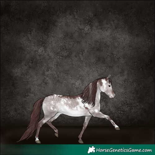 Horse Color:Platinum White Spotted Chocolate Brown Dun 