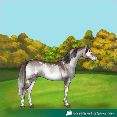 Horse Color:Platinum White Spotted Chocolate Brown Onyx 