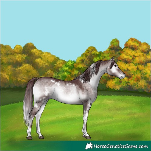 Horse Color:Platinum White Spotted Chocolate Brown Onyx
