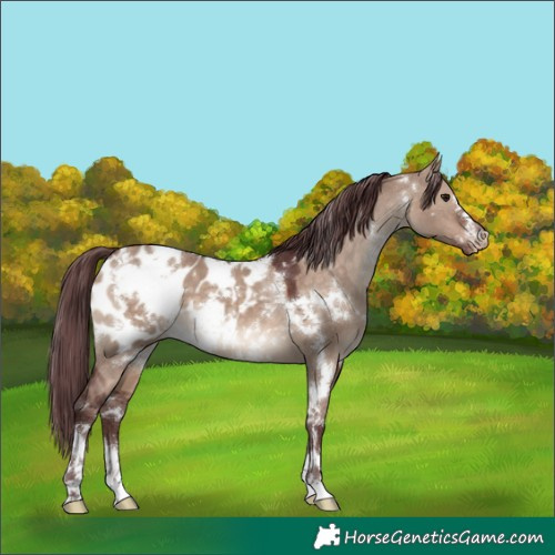 Horse Color:White Spotted Chocolate Brown Dun Appaloosa 
