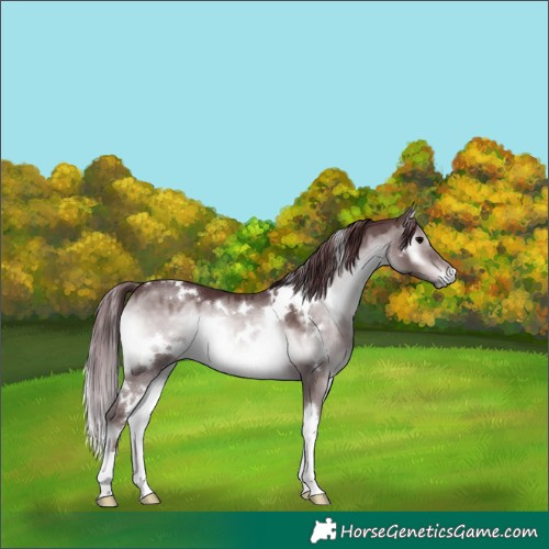 Horse Color:Platinum White Spotted Chocolate Brown Onyx 