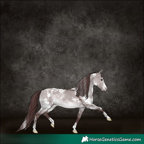 Horse Color:Platinum White Spotted Chocolate Brown Dun 