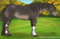 Horse Color:Smoky Black 