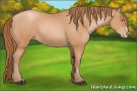 Horse Color:Bay Pearl 