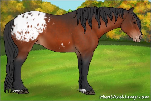 Horse Color:Brown Appaloosa 