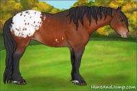 Horse Color:Brown Appaloosa 