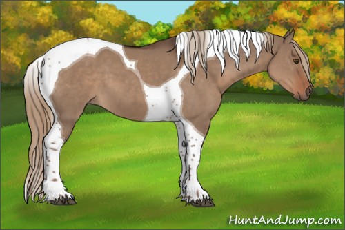 Horse Color:Liver Red Dun Tobiano 