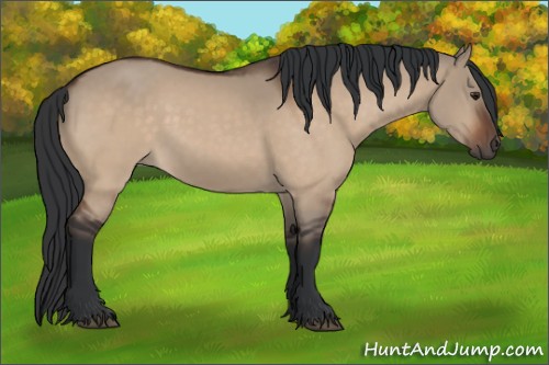 Horse Color:Brown Dun 