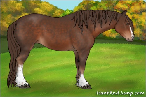 Horse Color:White Spotted Liver Chestnut 