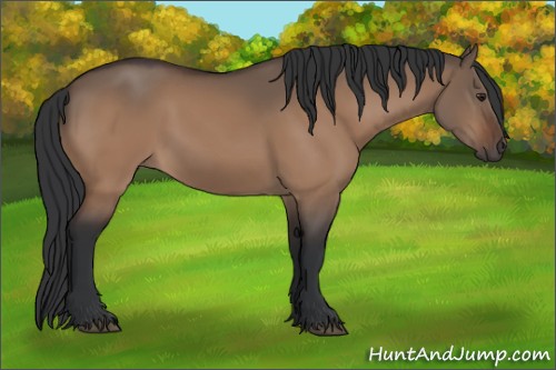 Horse Color:Brown Dun 