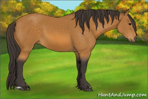 Horse Color:Buckskin 
