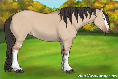 Horse Color:White Spotted Bay Dun 