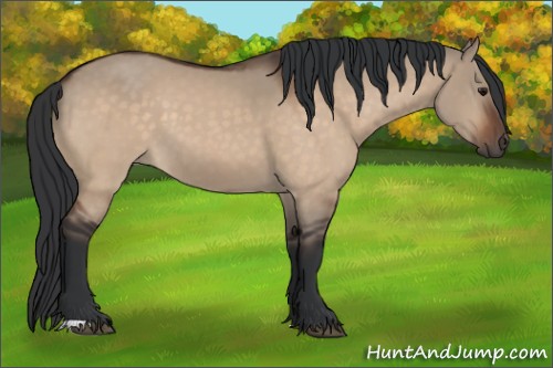 Horse Color:Bay Dun 