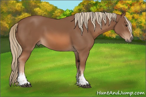 Horse Color:White Spotted Chestnut 