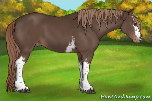 Horse Color:White Spotted Liver Chestnut Appaloosa 