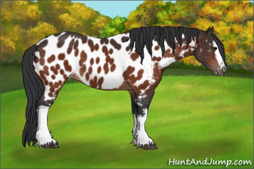 Horse Color:White Spotted Bay Appaloosa 