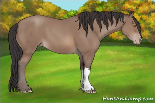 Horse Color:Sable Champagne 