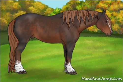 Horse Color:White Spotted Liver Chestnut 