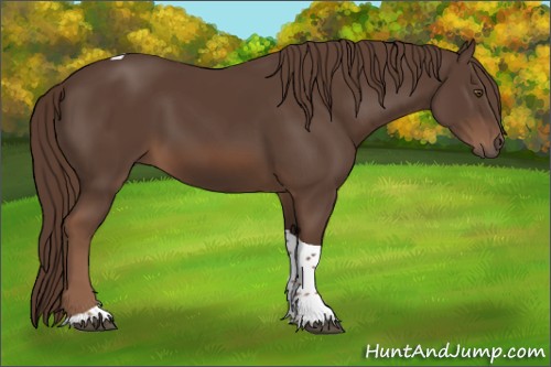 Horse Color:Liver Chestnut Tobiano 