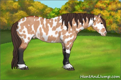 Horse Color:Bay Dun Appaloosa 